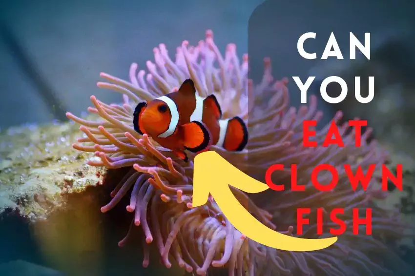 can you eat clownfish