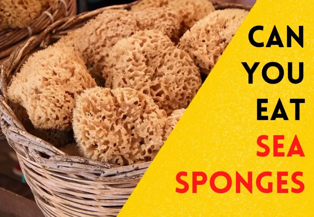 can you eat sea sponges