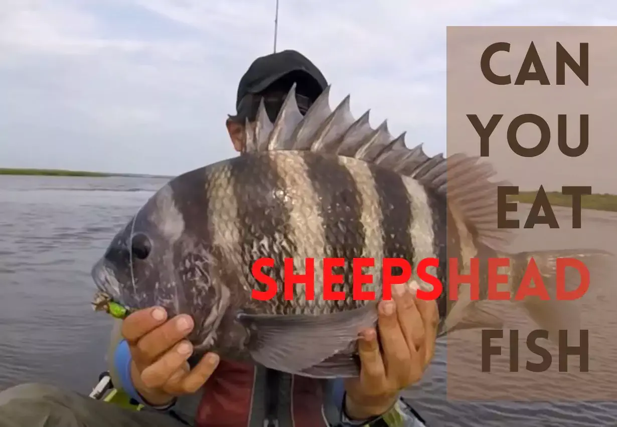 can you eat sheepshead fish