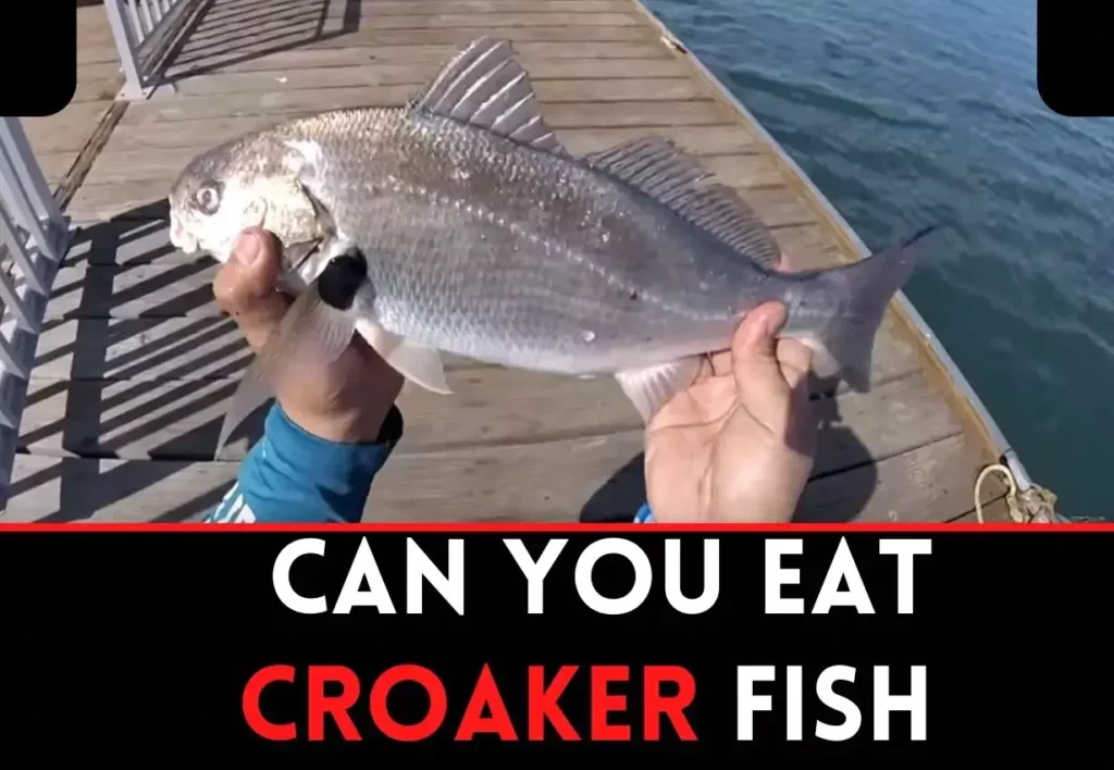 can you eat croaker fish