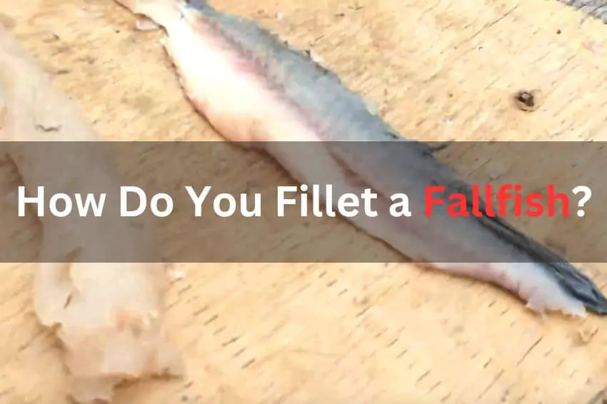 How do you fillet a fallfish