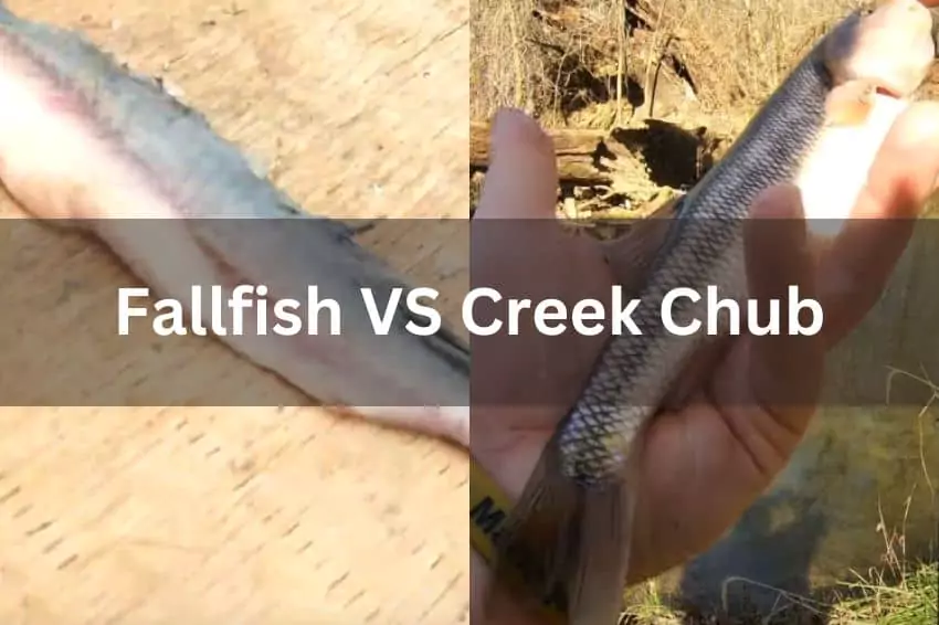 fallfish vs creek chub