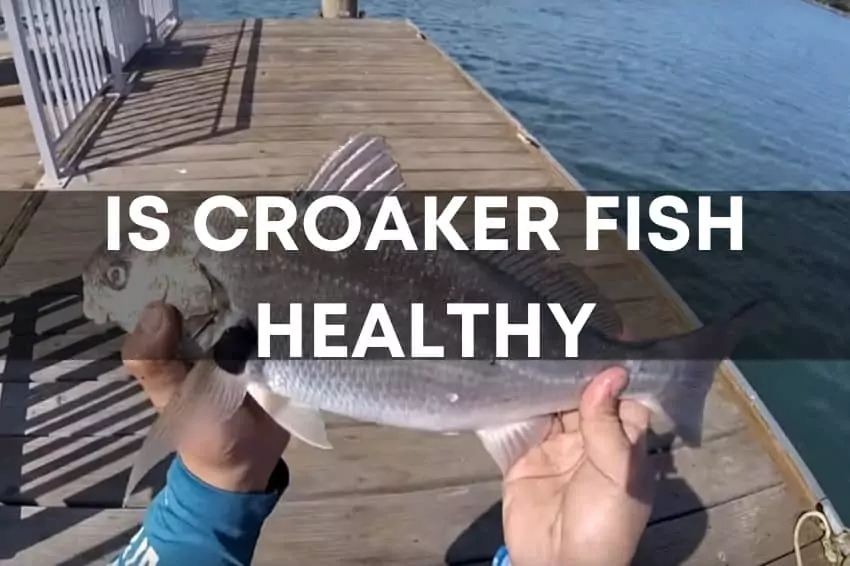 is croaker fish healthy
