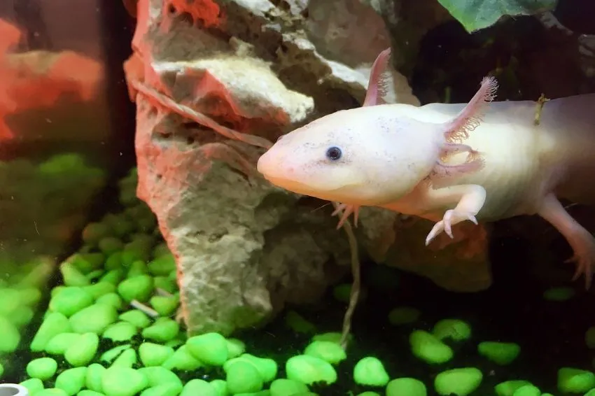 can you eat axolotls