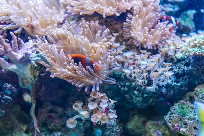 Can You Eat Coral