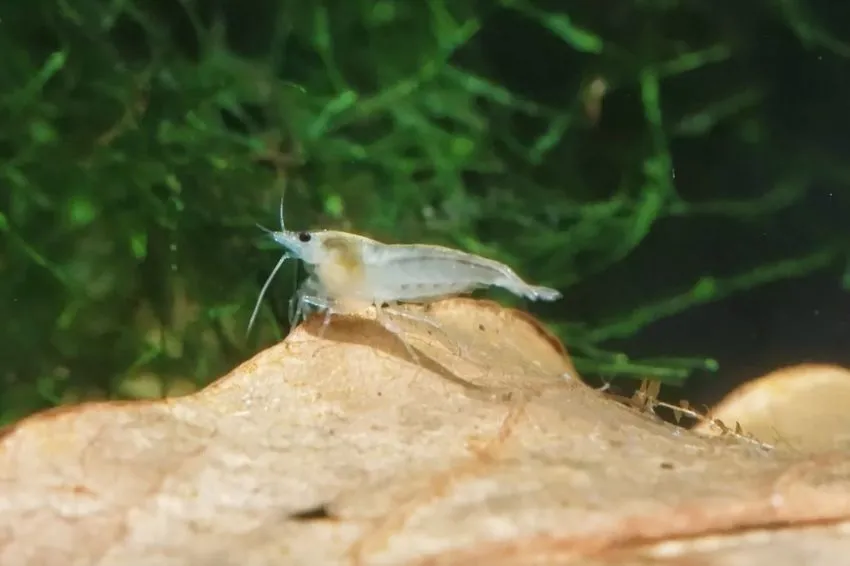 can you eat ghost shrimp