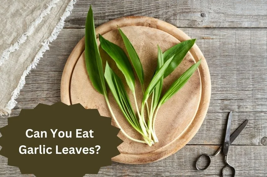 Can-You-Eat-Garlic-Leaves